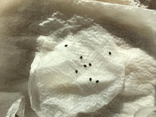 Clonopsis gallica